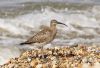 Whimbrel