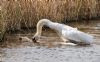 Mute Swan