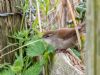 Cetti's Warbler