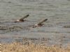 Whimbrel