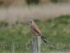 Kestrel