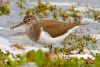 Common Sandpiper