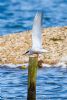 Common Tern