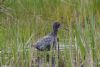 Spotted Redshank