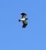 Lapwing