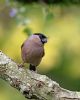 Bullfinch