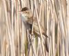 Reed Warbler