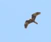 Marsh Harrier