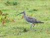 Whimbrel