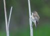 Sedge Warbler