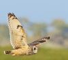 Short-eared Owl