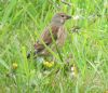 Linnet