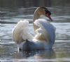 Mute Swan