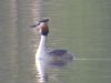 Great Crested Grebe