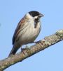 Reed Bunting