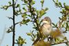 Whitethroat