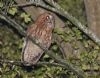 Tawny Owl