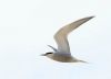 Common Tern