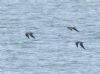 Arctic Skua