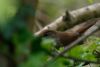 Cetti's Warbler