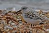 Sanderling