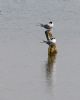 Common Tern