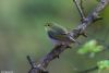 Wood Warbler