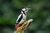 Great Spotted Woodpecker