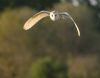 Barn Owl