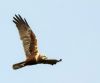 Marsh Harrier