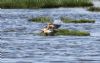 Garganey