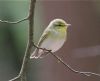 Wood Warbler