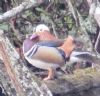 Mandarin Duck