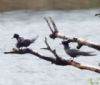 Black Tern