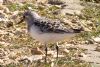 Sanderling