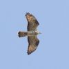 Honey-buzzard