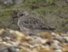 Grey Plover