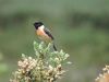 Stonechat