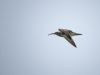 Whimbrel