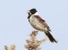 Reed Bunting