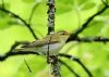 Wood Warbler