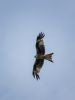 Red Kite