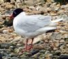 Mediterranean Gull