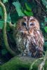 Tawny Owl