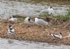 Avocet