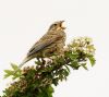 Corn Bunting