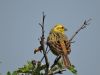 Yellowhammer