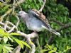 Turtle Dove