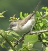 Lesser Whitethroat