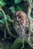 Tawny Owl